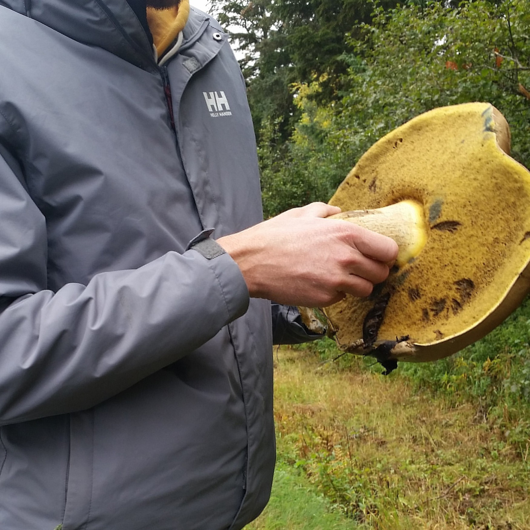 New Alaska Fish and Wildlife News issue: Mammals and Mushrooms (3/3)