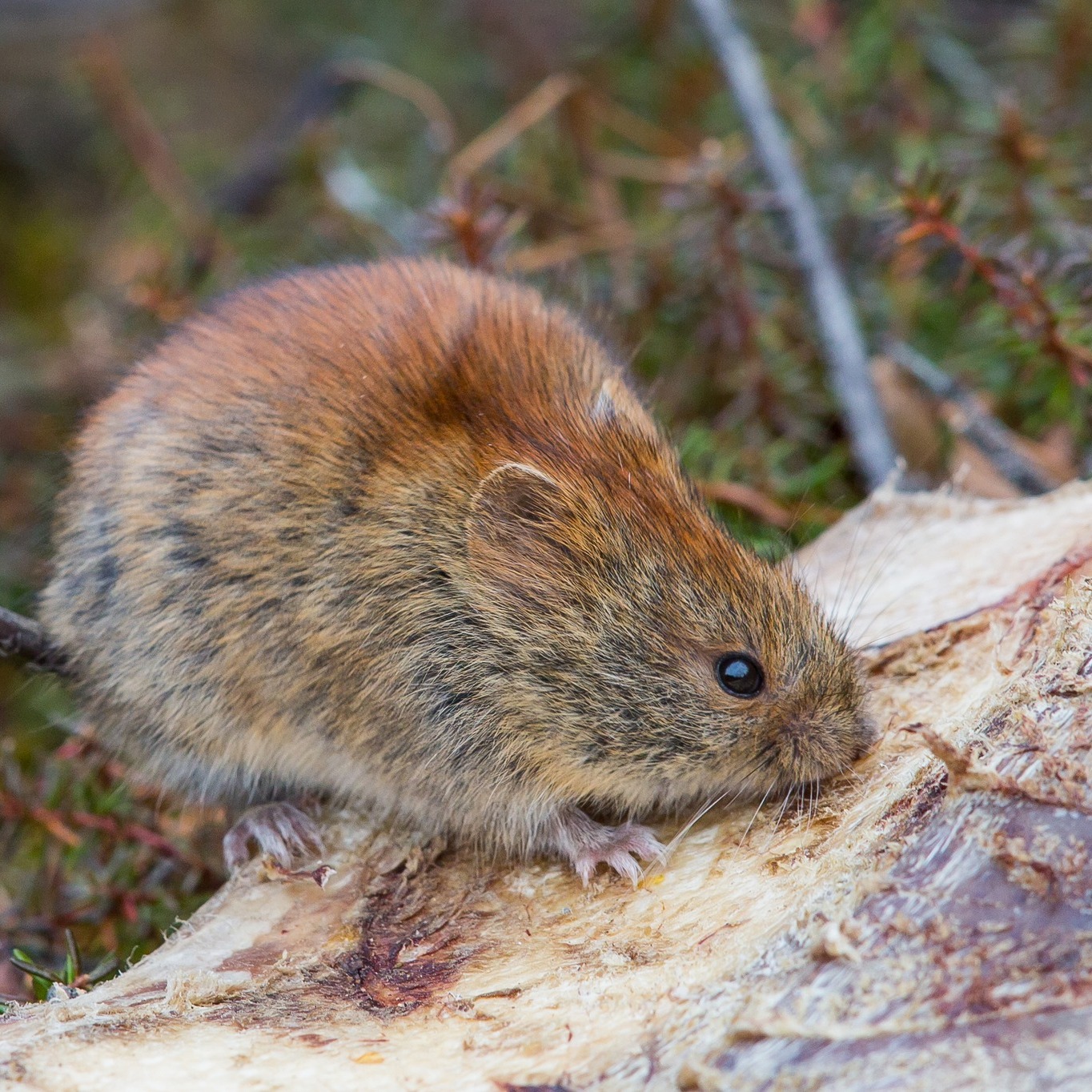 New Alaska Fish and Wildlife News issue: Mammals and Mushrooms (2/3)